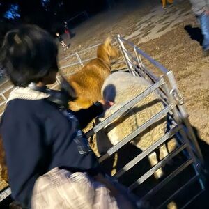 Meet your Posher, cat